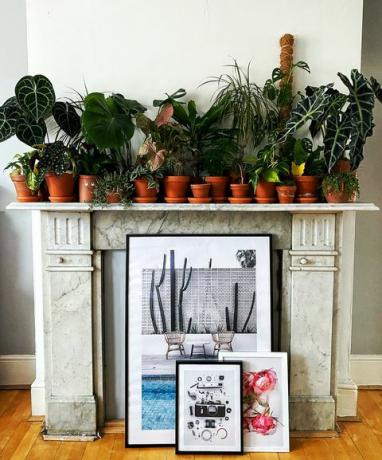 colección de plantas de interior de taylor fuller, londres