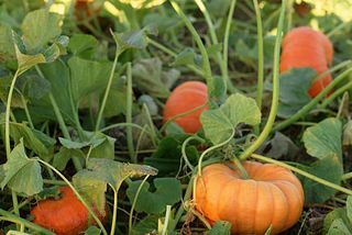 primer plano de parche de calabaza