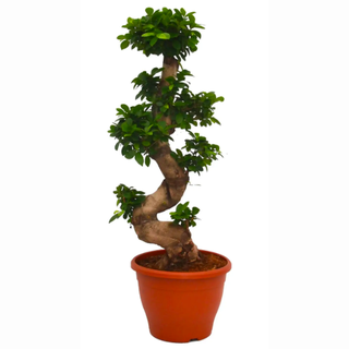 Ficus Ginseng (Ficus microcarpa)