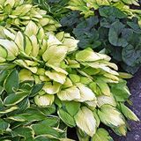 Mezcla de cultivo parachoques Hosta