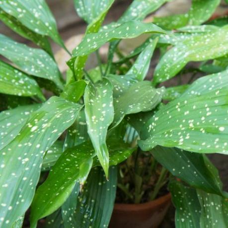 aspidistra elatior, planta de hierro fundido o planta de bar con hojas manchadas