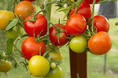 cómo-cultivar-tomates-en-el-invernadero