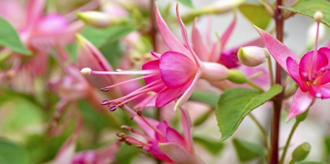 plantas de jardín, fucsia