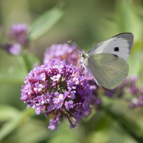 Pequeña mariposa blanca, Pieris rapae, también conocida como col blanca mariposa, alimentándose del néctar de una flor buddleja