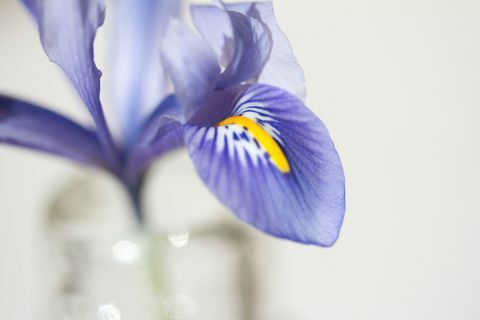 Tiro macro de Iris azul fresco en florero