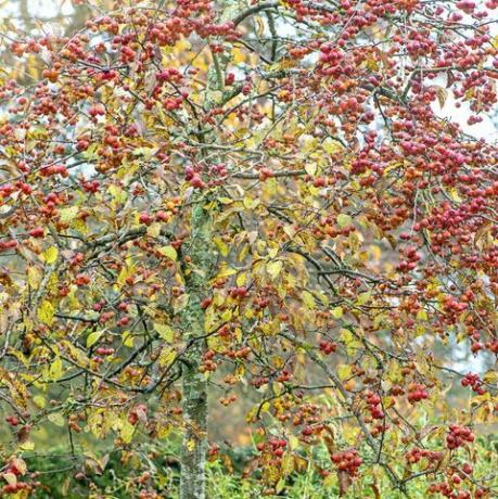 Primer plano de la imagen del vibrante invierno frutos rojos del manzano malus evereste