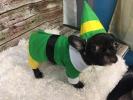Etsy está vendiendo un disfraz de Buddy the Elf para tu perro