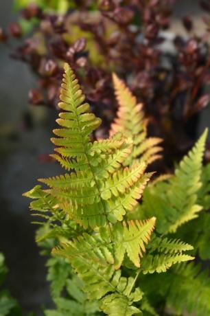 otoño helecho nombre latino dryopteris erythrosora