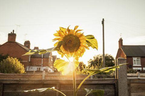 Jardín jardín de girasol al atardecer