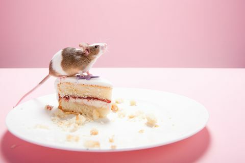 Ratón y rebanada de pastel en un plato