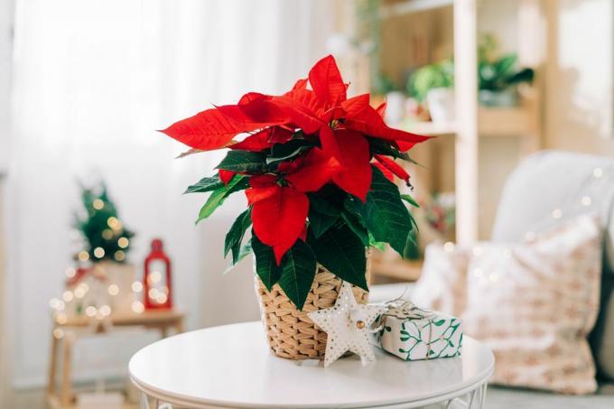 Hermosa flor de pascua en maceta de mimbre, regalos y espacio para texto sobre fondo de decoración navideña borrosa flor tradicional de estrella de Navidad