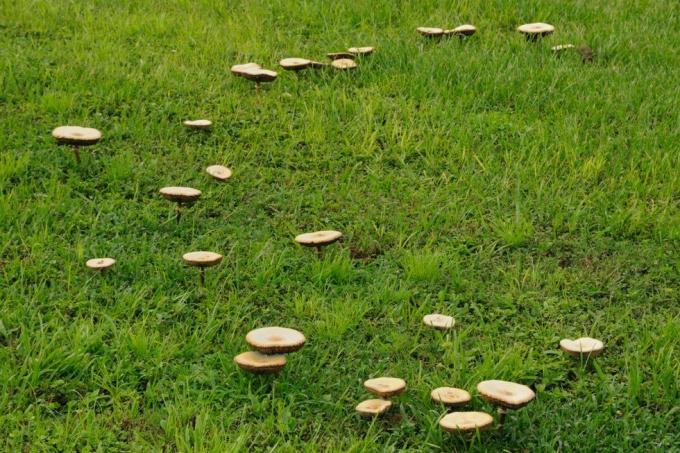 cómo detener los hongos en el jardín