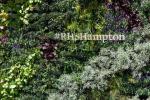 Exposiciones de flores restantes de RHS canceladas para 2020, incluido Hampton