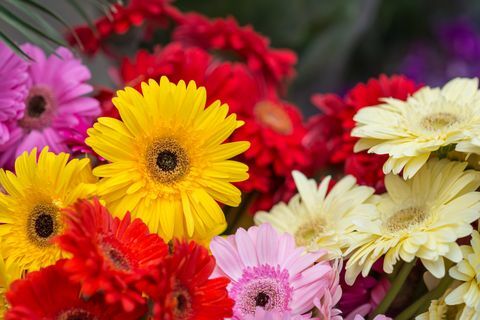 Gerbera flores vor vendiendo en el mercado