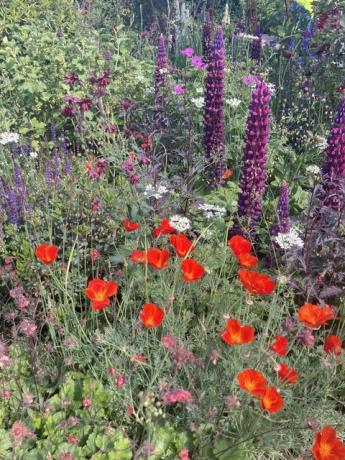 chelsea flower show ideas de plantación silvestre