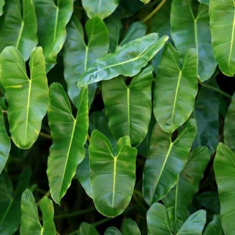 Gran grupo de hojas de una planta filodendro verde y exuberante