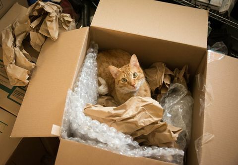 Gato en una caja en movimiento