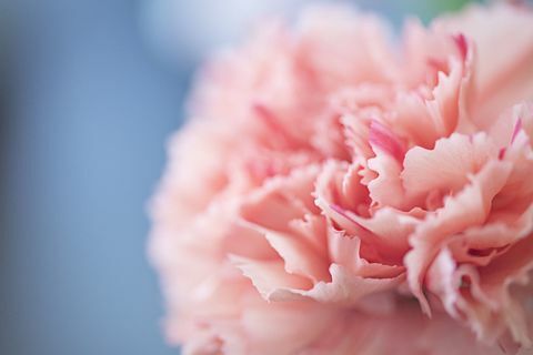 Cerca de una flor de clavel rosa