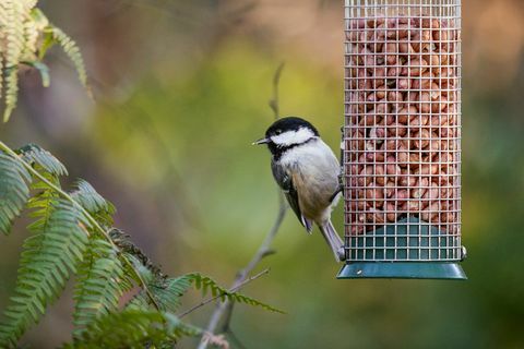 Primer plano de Carbonero Británico alimentándose de maní en comedero para pájaros