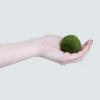 La bola de Marimo Moss se llama la "siguiente roca de mascotas"