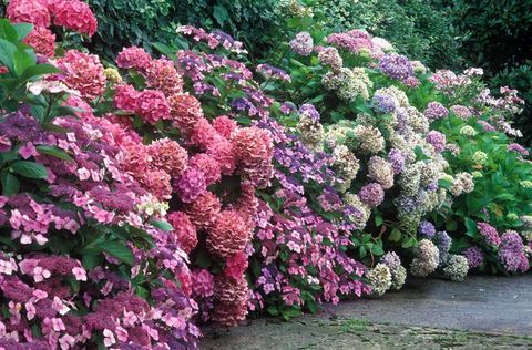 Sobre las hortensias