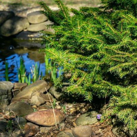 abeto cerca del estanque del jardín