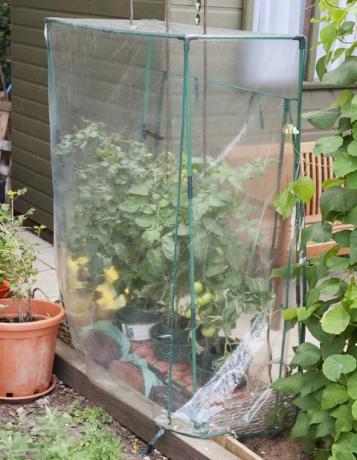 Plantas de tomate cubiertas para protección