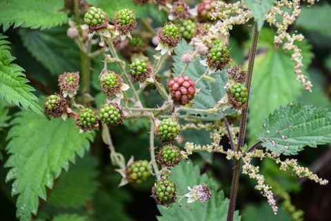 Primer plano de bayas que crecen en el jardín