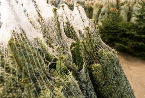 Muchos árboles de Navidad envueltos en redes de plástico cortados y listos para su transporte y venta.