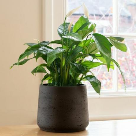 planta de lirio de la paz en una casa luminosa