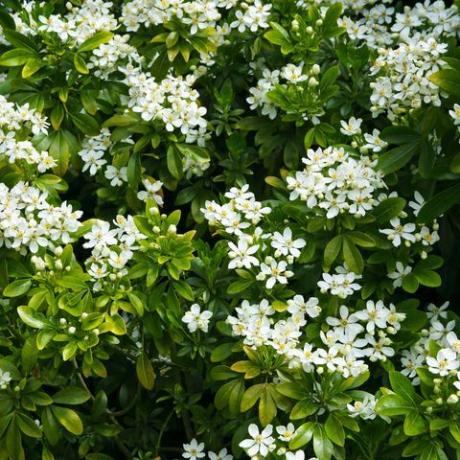 Shrup de floración de primavera blanca en el marco de llenado de formato horizontal, Choisya ternata, naranja mexicana, en English Country Garden, Surrey, Inglaterra, Reino Unido.