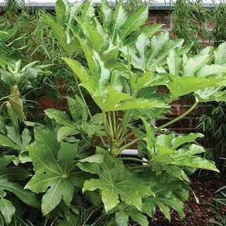 Fatsia japonica - Aralia japonesa