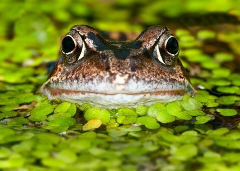 rana de estanque de vida silvestre