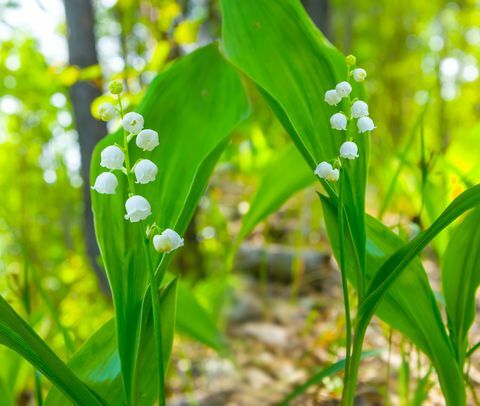 flores de lirio de los valles