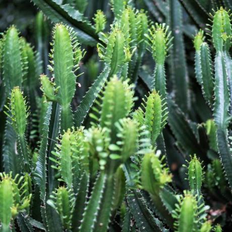 Primer plano de la imagen de árboles de cactus euphorbia ingens