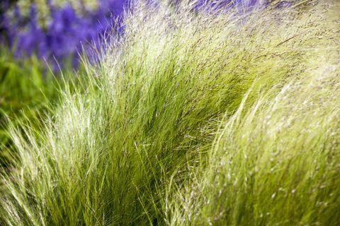 Césped ornamental Stipa (syn. Nasella) tenuissima