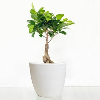 Ficus Ginseng Bonsái