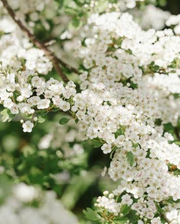 profundidad limitada de la imagen de campo de la flor de un pequeño árbol de espino que crece en un seto tradicional de Cornualles