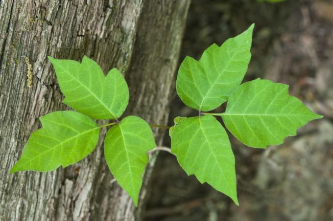 hiedra venenosa, planta venenosa rhus radicans vertical, enredadera o arbusto rastrero todas las partes de la planta pueden causar inflamación severa de la piel, picazón, ampollas forma extremadamente variable en michigan