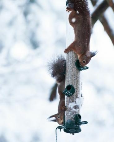 Ardillas comiendo del comedero para pájaros durante el invierno