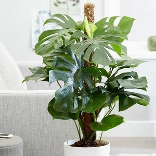 Monstera deliciosa - Planta de queso suizo