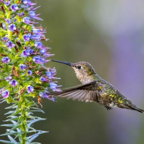 colibrí de anna