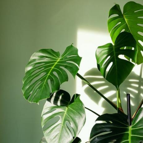 Cerca de grandes hojas de monstera deliciosa palm en brillante iluminado contra la pared verde el huracán o la planta de queso suizo