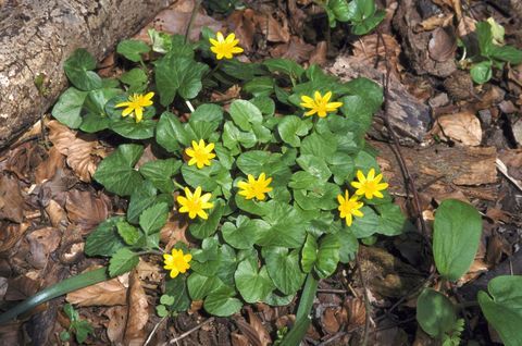 Celidonia menor ranunculus ficaria