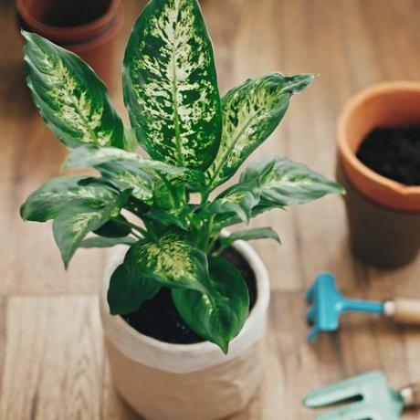 Concepto de planta de trasplante Dieffenbachia planta en maceta con tierra nueva en maceta nueva y moderna, y herramientas elegantes de jardinería, y viejas macetas de arcilla sobre suelo de madera