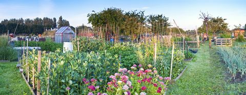 asignación en primavera, a medida que la primavera se convierte lentamente en verano, las plantas crecen saludablemente cosido panorama