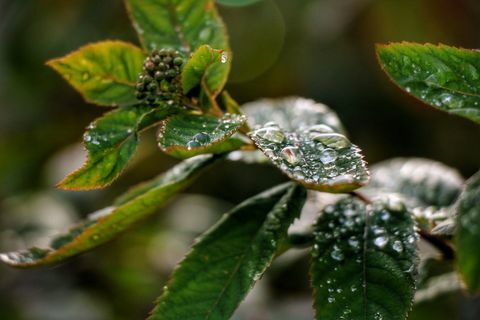 Primer plano de gotas de rocío en las hojas