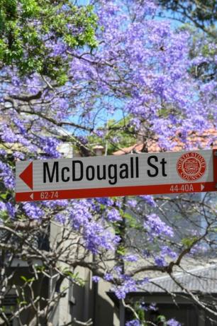 Los turistas acuden a los suburbios de Sydney para ver los árboles de jacarandá en plena floración