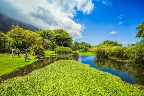 Jardines Kirstenbosch