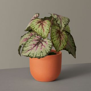 Begonia Faux Rex